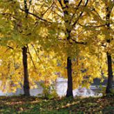 Herbstimpressionen an der Saale