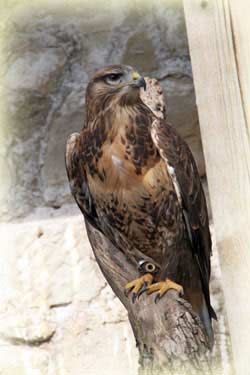 Greifvogel auf Burg Greifenstein